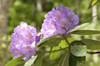 Rhododendron branches in bloom.; Brewster, Massachusetts. Poster Print by Darlyne Murawski (17 x 11)