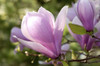 Close up of magnolia blossoms, Magnolia species, in springtime.; Cambridge, Massachusetts. Poster Print by Darlyne Murawski (17 x 11)
