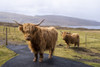 Three Highland cows posing for the camera in Faroe Islands. Poster Print by Loop Images Ltd. (20 x 13)