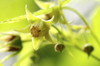 Raspberry flowers and buds.; Brewster, Cape Cod, Massachusetts. Poster Print by Darlyne Murawski (17 x 11)