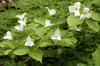 Patch of flowering white trillium, Trillium grandiflorum, in spring.; Framingham, Massachusetts. Poster Print by Darlyne Murawski (17 x 11)