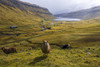 A scenic field with sheep in Faroe islands. Poster Print by Loop Images Ltd. (20 x 13)