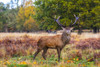 A alpha male stag posing for the camera. Poster Print by Loop Images Ltd. (20 x 13)