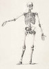 Human skeleton.   Full body.  After a 19th century work. Poster Print by Ken Welsh (13 x 18)