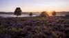 A misty morning at Mogshade in the New Forest. Poster Print by Loop Images Ltd. (21 x 11)