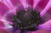 Close up of a pink anemone flower.; Arlington, Massachusetts. Poster Print by Darlyne Murawski (17 x 11)