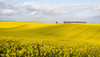 Fields of oil seed rape near Cheesefoot Head in Hampshire. Poster Print by Loop Images Ltd. (21 x 12)