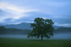 Lone Hickory tree in a misty landscape at Cades Cove, Great Smoky Mountains National Park, Tennessee, USA; Tennessee, United States of America Poster Print by Michael Melford (17 x 11)