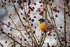 Robin sitting on an apple tree branch with dried small apples; Calgary, Alberta, Canada Poster Print by Michael Interisano (19 x 12)