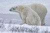 Polar bears (Ursus maritimus) on the coast of Hudson Bay; Churchill, Manitoba, Canada Poster Print by Robert Postma (19 x 12)