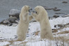 Polar bears (Ursus maritimus) sparring on the coast of Hudson Bay; Churchill, Manitoba, Canada Poster Print by Robert Postma (19 x 12)