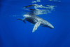 Humpback whale (Megaptera novaeangliae) underwater, Hawaii. The Hawaiian Islands are the principal winter breeding grounds for the North Pacific humpback whale population; Hawaii, United States of America Poster Print by Dave Fleetham (20 x 13)