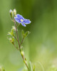 Veronica chamaedrys or Birds eye speedwell. Poster Print by Loop Images Ltd. (13 x 17)