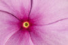 Close up of a Madagascar periwinkle flower, Catharanthus roseus.; Wellesley, Massachusetts. Poster Print by Darlyne Murawski (17 x 11)