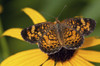 A male pearl crescent butterfly, Phyciodes tharos, pollinating an aster.; Stony Brook Grist Mill, Brewster, Cape Cod, Massachusetts. Poster Print by Darlyne Murawski (17 x 11)