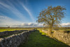 Dry stone walls are a feature of the landscape in the Peak District and some may have medieval or even older origins. Poster Print by Loop Images Ltd. (20 x 13)