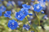 Close up of a cluster of desert bluebell flowers, Phacelia campanularia.; Wellesley, Massachusetts. Poster Print by Darlyne Murawski (17 x 11)