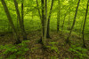 The beautiful summer foliage in the forests of Ontario become a vibrant green as the temperature rises; Strathroy, Ontario, Canada Poster Print by Robert Postma (18 x 12)