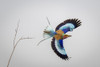 Lilac-breasted roller (Coracias caudatus) passes thin branch spreading wings in Chobe National Park; Chobe, Botswana Poster Print by Nick Dale (18 x 12)