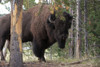 Portrait of an American bison, Bison bison, among pine trees.; Yellowstone National Park, Wyoming Poster Print by Eric Kruszewski (17 x 11)