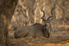 Close-up portrait of a male, greater kudu (Tragelaphus strepsiceros) lying down on the ground in the shade under a tree in Chobe National Park; Chobe, Bostwana Poster Print by Nick Dale (18 x 12)