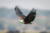 African fish eagle (Haliaeetus vocifer) flies with wings outstretched in Chobe National Park; Chobe, Botswana Poster Print by Nick Dale (18 x 12)