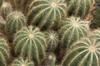 Overhead view of balloon cacti, Notocactus magnificus.; Wellesley, Massachusetts. Poster Print by Darlyne Murawski (17 x 11)