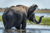 African bush elephant (Loxodonta africana) flaps ears in river in Chobe National Park; Botswana Poster Print by Nick Dale (18 x 12)