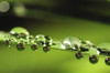 Close up of water drops on an iris leaf after a rain.; Brewster, Cape Cod, Massachusetts. Poster Print by Darlyne Murawski (17 x 11)