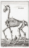 Skeleton of a horse, after a late 17th century engraving by Jan Luyken. Poster Print by Ken Welsh (11 x 19)