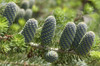 Cones and branches of a blue cone Korean fir, Abies koreana.; Framingham, Massachusetts. Poster Print by Darlyne Murawski (17 x 11)