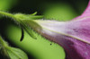 Side view of a petunia flower after a rain, up close.; Brewster, Cape Cod, Massachusetts. Poster Print by Darlyne Murawski (17 x 11)