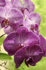 Close up of a cluster of magenta Phalaenopsis orchids.; Atlanta Botanical Garden, Atlanta, Georgia. Poster Print by Darlyne Murawski (11 x 17)