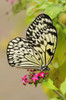 A rice paper butterfly, Idea leuconoe, pollinating pink flowers.; Westford, Massachusetts. Poster Print by Darlyne Murawski (11 x 17) A rice paper butterfly, Idea leuconoe, pollinating pink flowers.; Westford, Massachusetts. Poster Print by Darlyne Murawski (11 x 17)