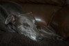 Greyhound relaxing on a sofa. Poster Print by Loop Images Ltd. (19 x 12)