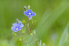 Veronica chamaedrys or Birds eye speedwell. Poster Print by Loop Images Ltd. (20 x 13)