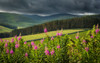 Rosebay Willowherb glows in the sun as a storm passes behind. Poster Print by Loop Images Ltd. (20 x 12)