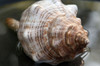 A whelk shell in water.; Brewster, Massachusetts. Poster Print by Darlyne Murawski (17 x 11)