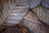 Fallen leaves dusted with frost. Poster Print by Loop Images Ltd. (20 x 13)
