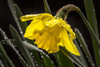 Daffodil flower in the rain. Poster Print by Loop Images Ltd. (19 x 12)