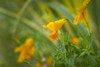 Californian poppies in flower. Poster Print by Loop Images Ltd. (20 x 13)