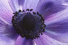 Close up of a purple anemone flower, Anemone coronari.; Arlington, Massachusetts. Poster Print by Darlyne Murawski (17 x 11)