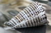 A lettered cone shell, Conus litteratus, in water.; Brewster, Massachusetts. Poster Print by Darlyne Murawski (17 x 11)