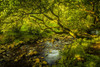 Harthope Burn in the Cheviot hills. Poster Print by Loop Images Ltd. (20 x 13)