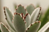 Close up of the panda plant, Kalanchoe tomentosa.; Wellesley, Massachusetts. Poster Print by Darlyne Murawski (17 x 11)