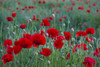 Field poppies. Poster Print by Loop Images Ltd. (19 x 12)