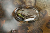 Close up of a young bullfrog, Rana catesbeiana, in a pond.; Brewster, Cape Cod, Massachusetts. Poster Print by Darlyne Murawski (17 x 11)