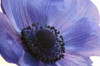 Close up of a blue anemone flower.; Arlington, Massachusetts. Poster Print by Darlyne Murawski (17 x 11)