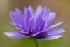 An anemone flower. Poster Print by Loop Images Ltd. (20 x 13)