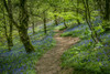 A winding path through Bluebells in the ancient woodland of The Outwoods which is one of the oldest surviving woodland sites in Charnwood. Poster Print by Loop Images Ltd. (20 x 13)